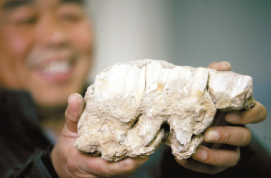 1975年，漁民在渤海底發現&OpenCurlyDoubleQuote;神秘&rdquo;化石，證明一萬年前這裡是陸地