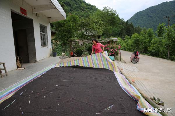 兩個媽媽一個79歲一個88歲，50歲農婦留守深山盡孝，還種地養豬