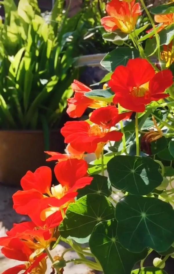 分享旱金蓮 花葉有極高觀賞價值全顆可以入藥 深受大家喜愛