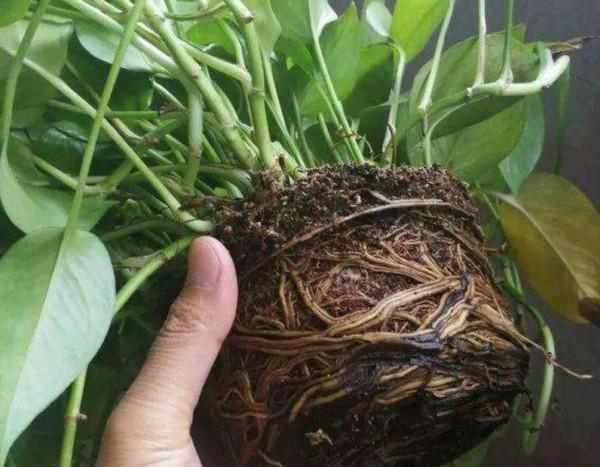 綠蘿長不旺，勤給它澆2種水，葉子油綠，新枝長滿盆