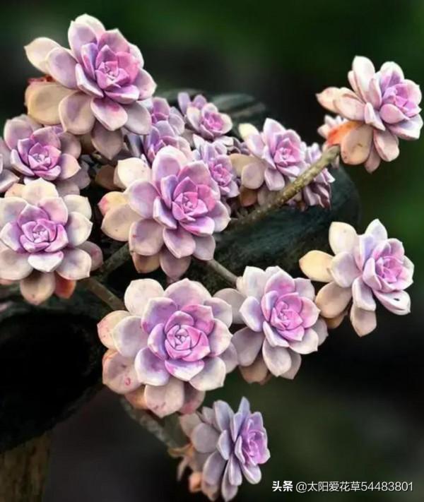 適合12月入手的8種多肉，冬天越曬越漂亮，養再多也不嫌夠