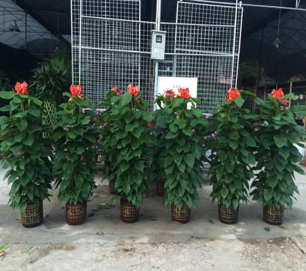 雞蛋殼是養花神器，掌握住這些用法，完全不需再花錢買肥料了