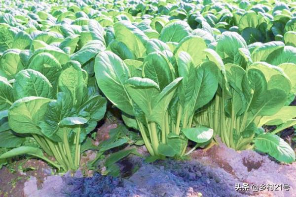 秋分至秋風起，這三種蔬菜可以陸續種植了，附上快長小技巧