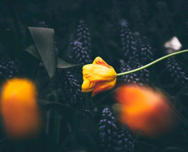 表面上看沒那麼機靈，卻處處彰顯智慧的星座，有大謀略，善於佈局