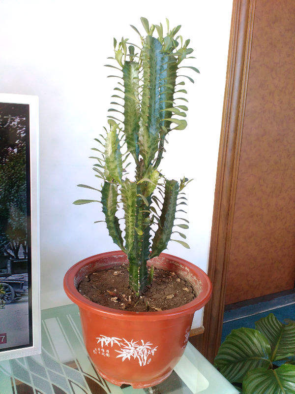 霸氣的“祥龍花”，養在家裡能鎮宅，安全感滿滿