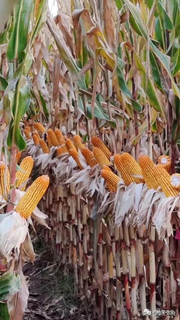 玉米高產栽培技術|合理密植是關鍵 玉米高產栽培技術|合理密植是關鍵