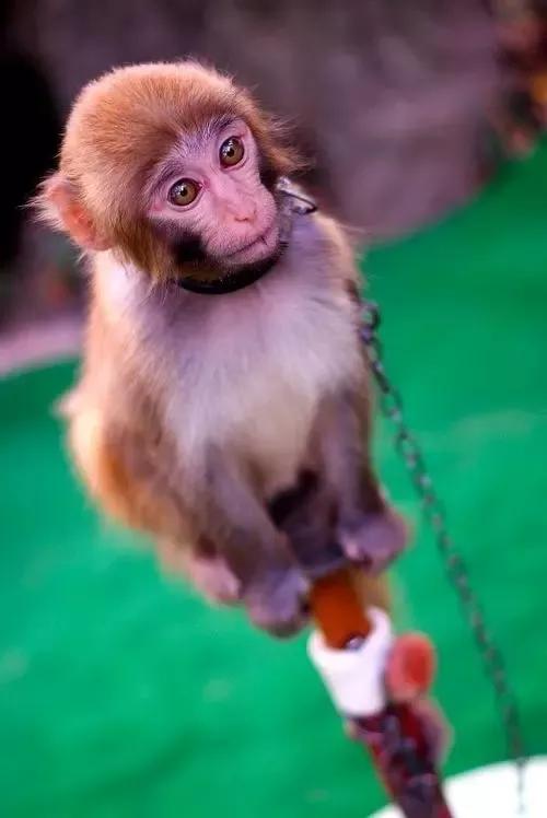 一隻愛思考的猴子(五) 一隻愛思考的猴子(五)