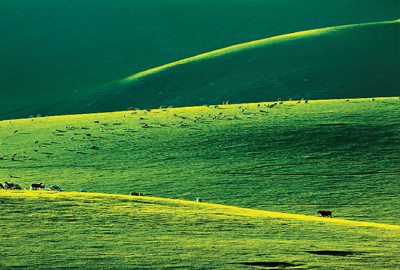 錫林郭勒的夏天 錫林郭勒的夏天