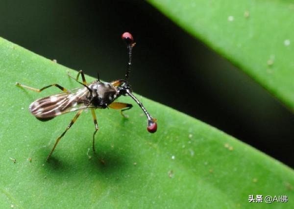 《地球》、《我們的星球》和其他自然紀錄片中的稀有動物