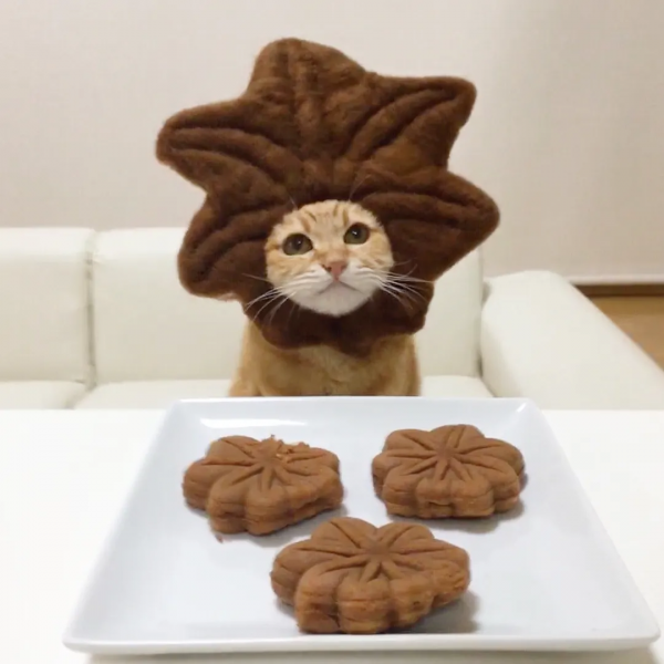 日本一鏟屎官把貓咪打扮成食物！網友：太可愛了！忍不住想吃掉