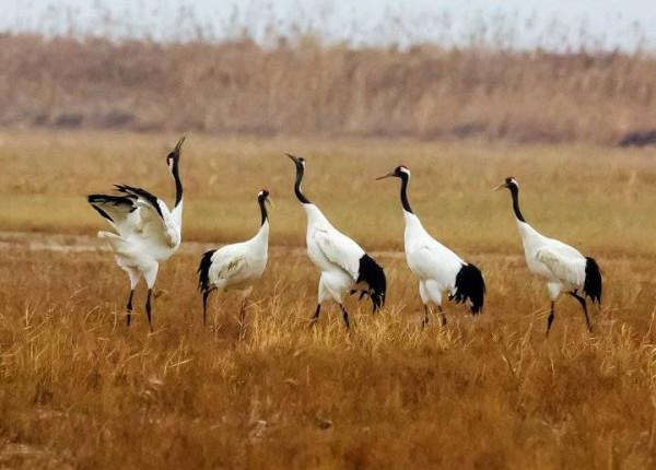 識鳥課堂|長壽吉祥鳥,國家一級保護動物丹頂鶴欣賞 識鳥課堂|長壽吉祥鳥,國家一級保護動物丹頂鶴欣賞