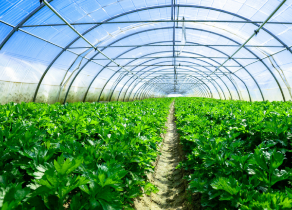 能調控陽光的玻璃長啥樣? 能調控陽光的玻璃長啥樣?