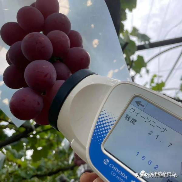 200元1斤,葡萄界中的勞斯萊斯,妮娜皇后究竟如何? 200元1斤,葡萄界中的勞斯萊斯,妮娜皇后究竟如何?