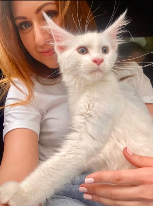 俄羅斯貓咪不到2歲體重卻有24斤，還會繼續長！真&quot&semi;溫柔巨人&quot&semi;