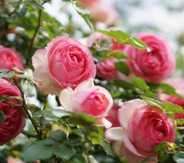 進入十月份天氣轉涼,藤本月季莫亂修剪,兩種情況要分清 進入十月份天氣轉涼,藤本月季莫亂修剪,兩種情況要分清