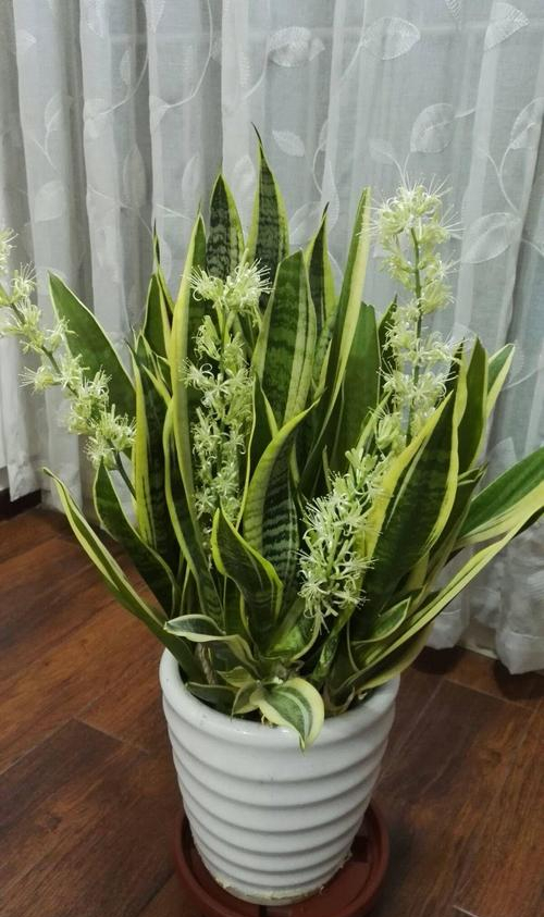 6種&OpenCurlyDoubleQuote;皮實花&rdquo;，管得越少越愛長，養成&OpenCurlyDoubleQuote;大花樹&rdquo;，高檔又貴氣