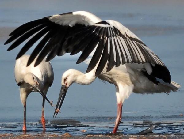 分享圖片一一比翼雙飛鳥