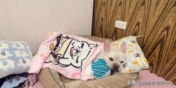 主人打疫苗，法鬥卻戲精上身變疲倦，主人：副作用全在你身上？