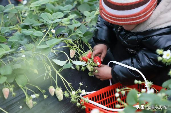 【組圖】草莓：紅果綠葉香滿園
