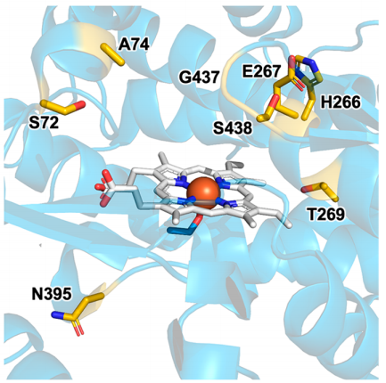 J AM CHEM SOC.|1-芳基-2-烷基炔烴一級胺化的酶促平臺