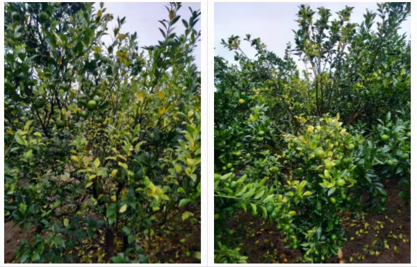 落葉多？今年保葉就是為了明年保果！提前補鎂、防凍很重要