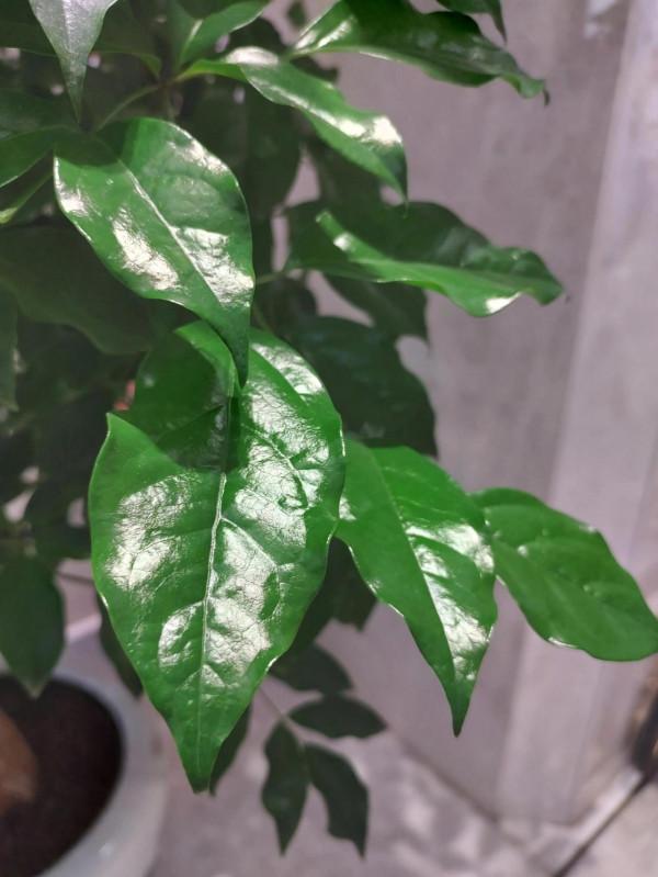 茂盛的富貴樹，清水長流，富貴長在