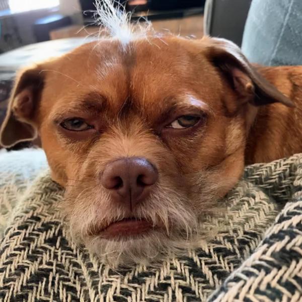 狗狗因長了“山羊鬍”被丟，被好心人救下以後，達到了狗生巔峰