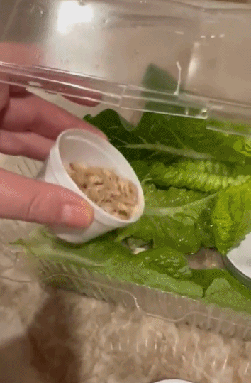 小哥在沙拉里發現了一隻小青蛙後，在網上直播起了養蛙生活