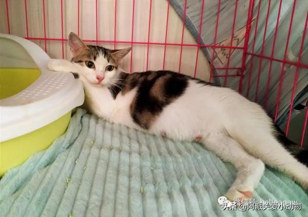 梨梨:想領養嗎?這兒有一隻普信流浪喵 梨梨:想領養嗎?這兒有一隻普信流浪喵