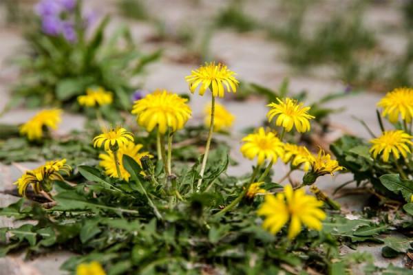 蒲公英是&OpenCurlyDoubleQuote;藥草皇后&rdquo;，常吃還能抗癌？闢謠：實際作用可能就3個