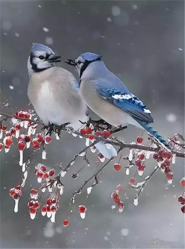 雪中的小鳥欣賞