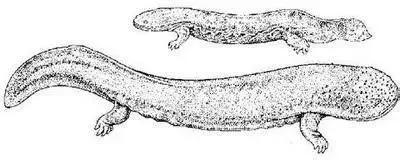 神秘生物_阿爾卑斯塔佐蠕蟲怪