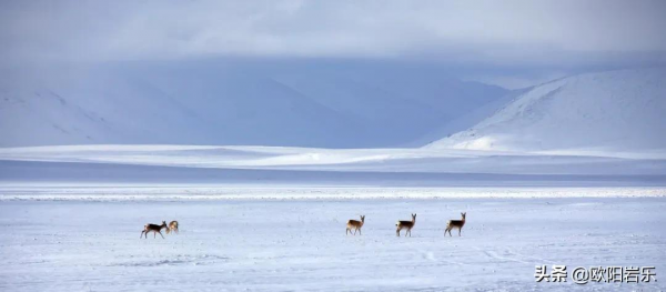 冬季來西藏怎麼玩？最全旅行攻略，開啟你對它的誤解