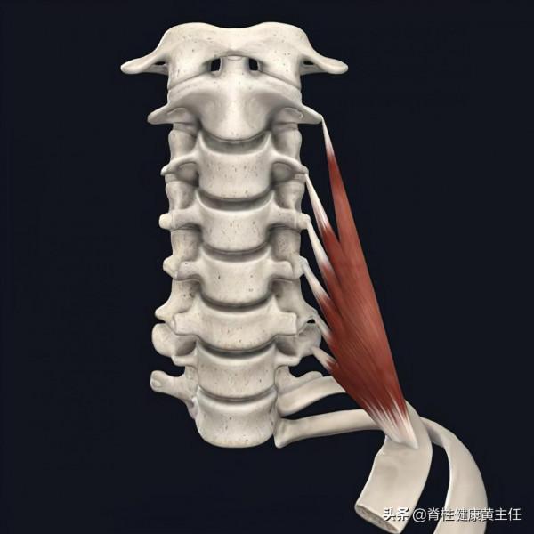 肩胛骨內側緣疼痛,該怎樣與其他疾病相鑑別?我來跟您詳細講清楚 肩胛骨內側緣疼痛,該怎樣與其他疾病相鑑別?我來跟您詳細講清楚