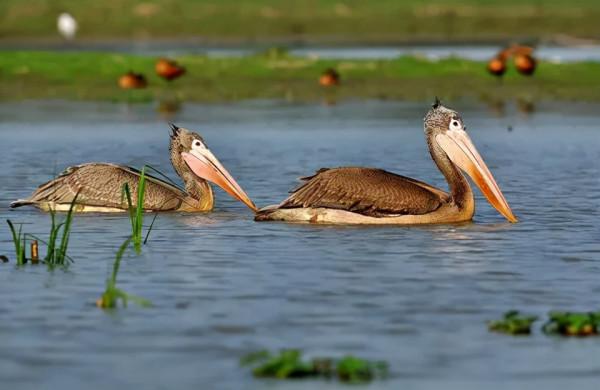 重新認識印度：神秘的地方——印度東北（含錫金）