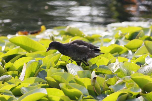 科普 | 似雞非雞的秧雞——黑水雞與骨頂雞 科普 | 似雞非雞的秧雞——黑水雞與骨頂雞