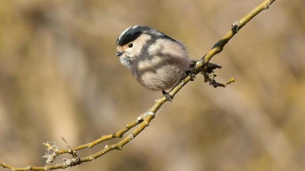 今天宛平湖拍鳥的小小收穫與朋友分享