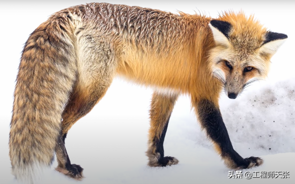 遼寧“大貓頭鷹”受傷被救,竟是國家保護動物!本名真不容易唸對 遼寧“大貓頭鷹”受傷被救,竟是國家保護動物!本名真不容易唸對