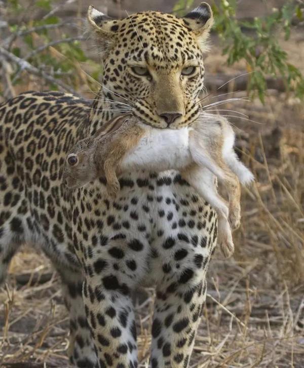 動物界中的龐然大物抓拍,都是動物界中的扛把子,無比壯觀震撼 動物界中的龐然大物抓拍,都是動物界中的扛把子,無比壯觀震撼