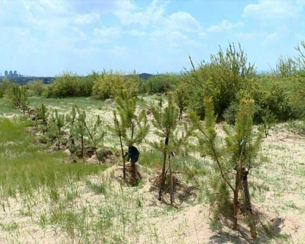 馬雲承諾每年種1億棵樹，五年過去了，這些樹都怎麼樣了？