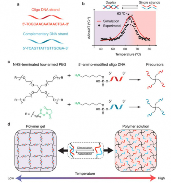 人火化後基因去哪了？DNA其實比你的想象更頑強