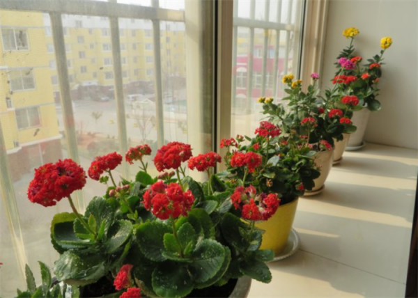 花葉發黃應該怎麼辦？從5個方面做出調整，十有八九能挽救回來