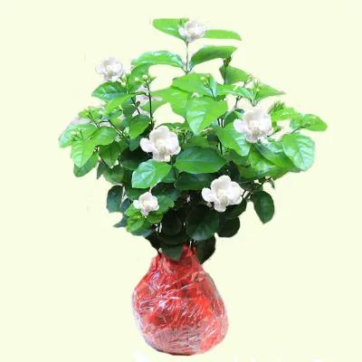 新手買花該如何挑選，應注意些什麼？