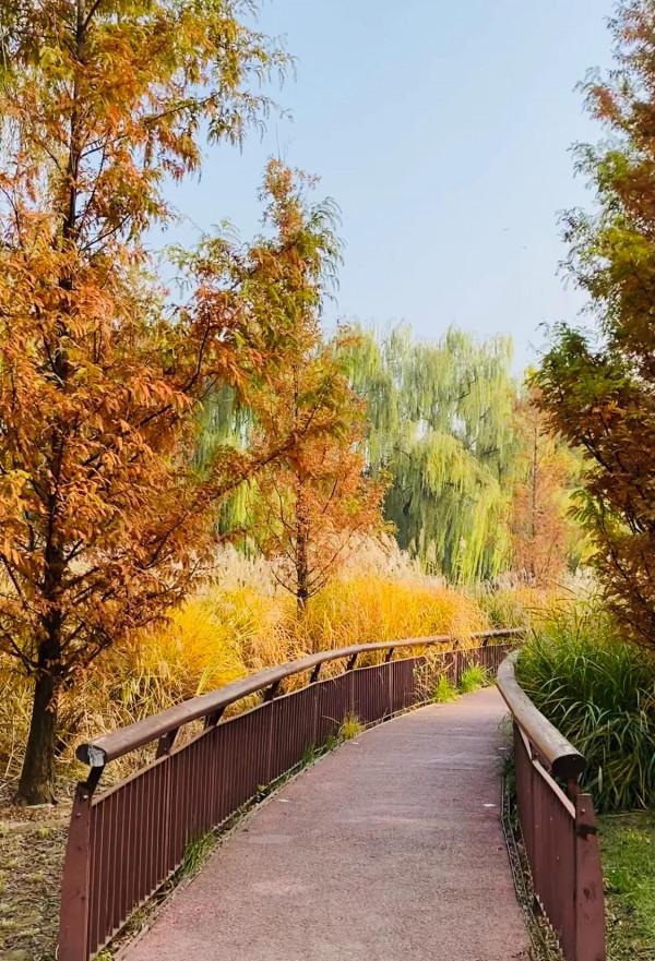 北京紅領巾公園秋色景美 北京紅領巾公園秋色景美