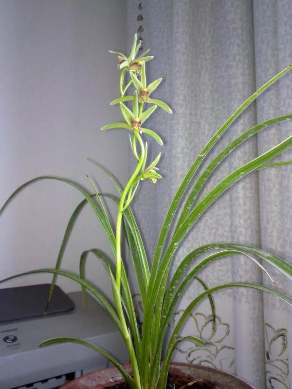 分享一組清新素雅的蘭花