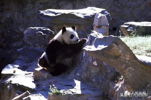 太可愛了吧！《人民畫報》裡的大熊貓檔案