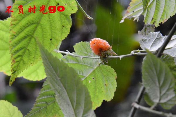 莫有貪戀,小心為上 莫有貪戀,小心為上