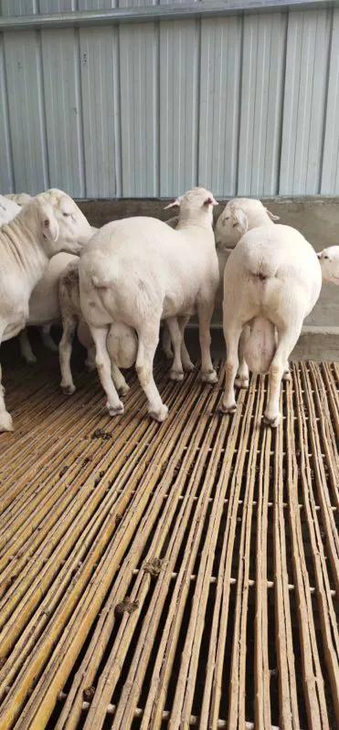 冬季養羊必備紅糖這樣用