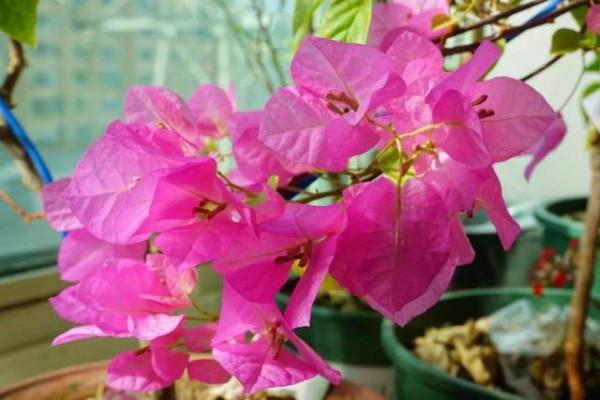 6種漂亮花&OpenCurlyDoubleQuote;不吉利&rdquo;，講究人一般不養，但是太漂亮，看著就喜歡