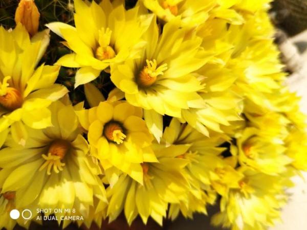 綠蘿都能養死的，不如養盆仙人球，花朵比荷花還要美